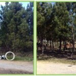 Proteger a floresta