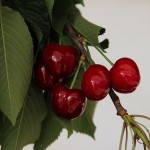 Cereja