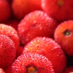 Medronhos